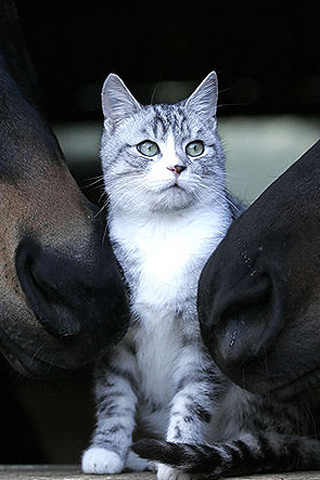 4033486823_4fd1c5fc55