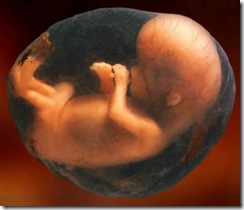 8-week-unborn-baby