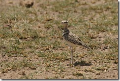 Double-banded Courser 