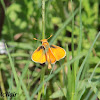 Southern Skipperling Butterfly