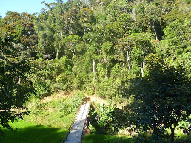Saha Forest Camp, Anjozorobe (Madagascar). 1er janvier 2014. Photo : J. Marquet