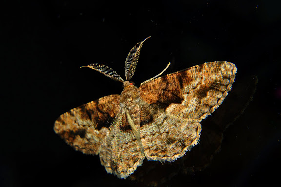 Geometridae d'Australie orientale (N.S.W.) - Geometridae : Ennominae : Boarmiini. Probablement : Gastrinodes argoplaca MEYRICK, 1892. Umina Beach (New South Wales, Australie), 25 mars 2011. Photo : Barbara Kedzierski