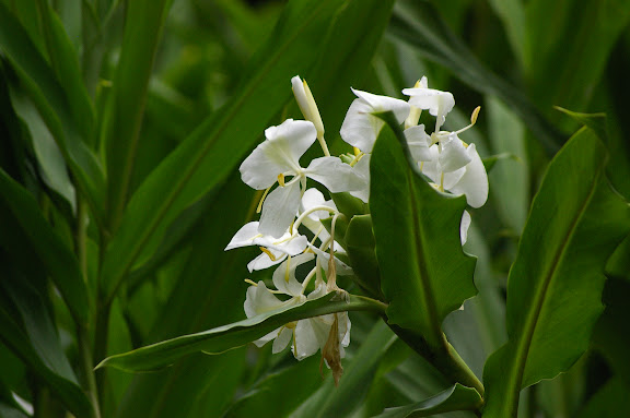Végétation de biotope humide : Hedychium coronarium KOENIG, Zingiberaceae. Caçandoca (Ubatuba, SP), 23 février 2011. Photo : J.-M. Gaymanhttp://florabrasiliensis.cria.org.br/fviewer