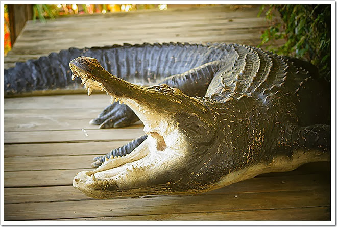 public-domain-pictures-alligator-1 (294)