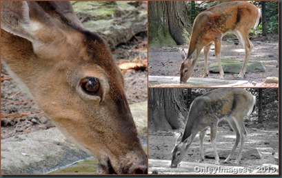 deer collage