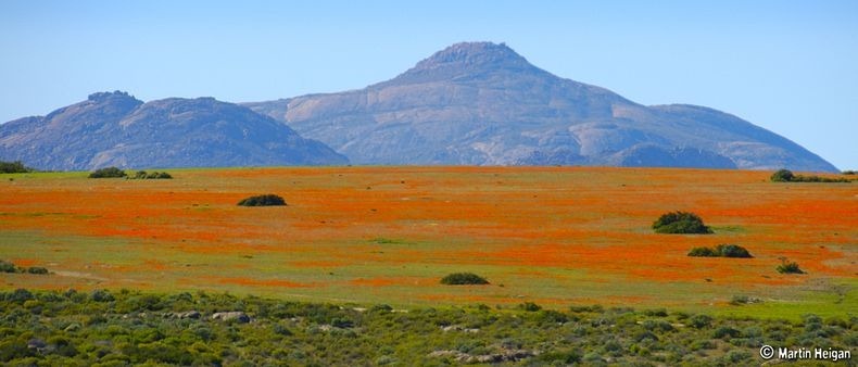 Namaqualand-flowers-7
