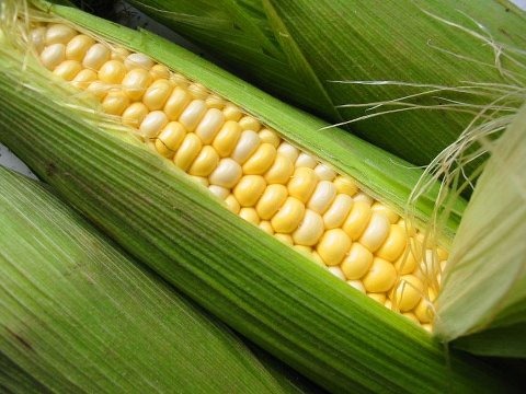 [fresh-corn2.jpg]