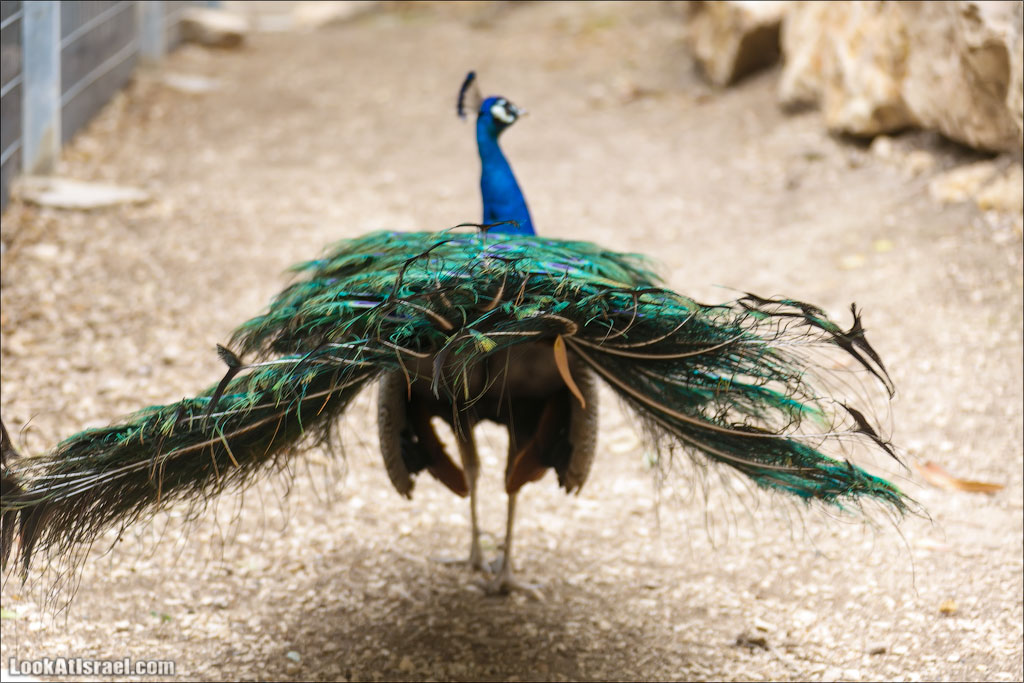 Ган Гуру - парк с кенгуру и другими австралийскими животными | Gan Guru | גן גורו | LookAtIsrael.com - Фото путешествия по Израилю