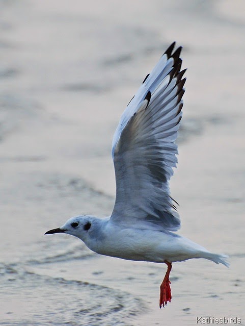 12. Bonaparts gull revere beach-kab