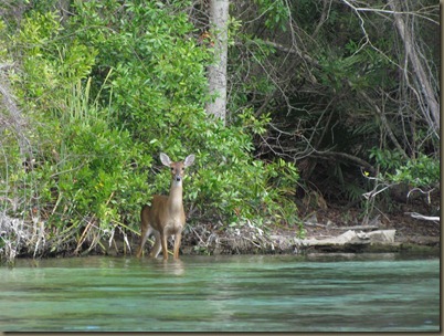 deer swimming across Weeki Wachee River