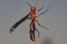 Uma espécie de vespa... esta é que é lixada. As nossas em Portugal são bichinhos de enfeitar!