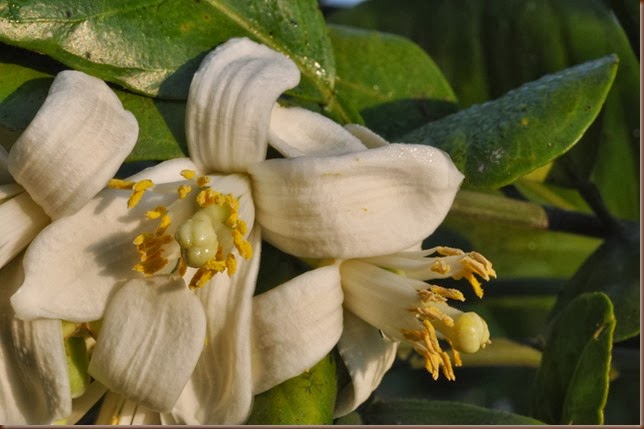 Citrus maxima (Burm. f.) Merr. Rutaceae: pummelo, ส้มโอ