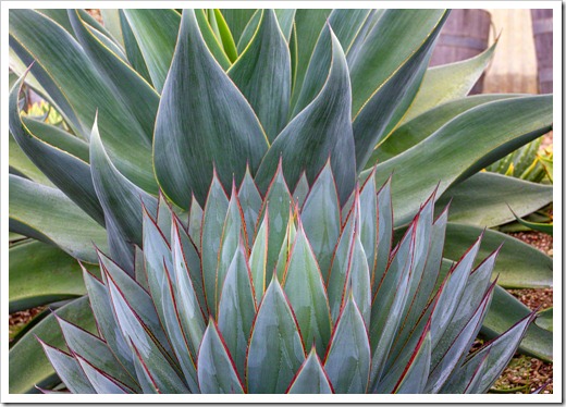 120929_SucculentGardens_Agave-Blue-Glow- -Blue-Flame_08