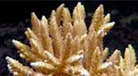 Polynésie corail corne de cerf
