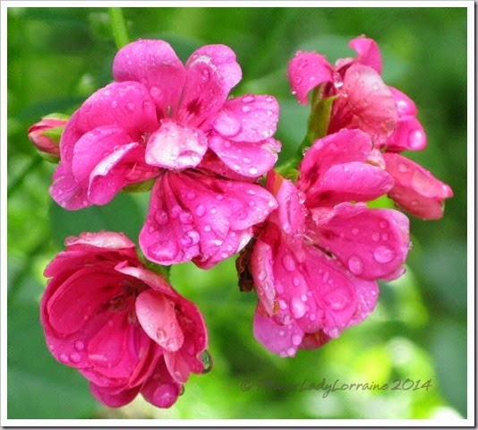 08-08-nj-geraniums