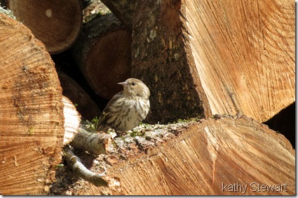 Pine Siskin in woodpile