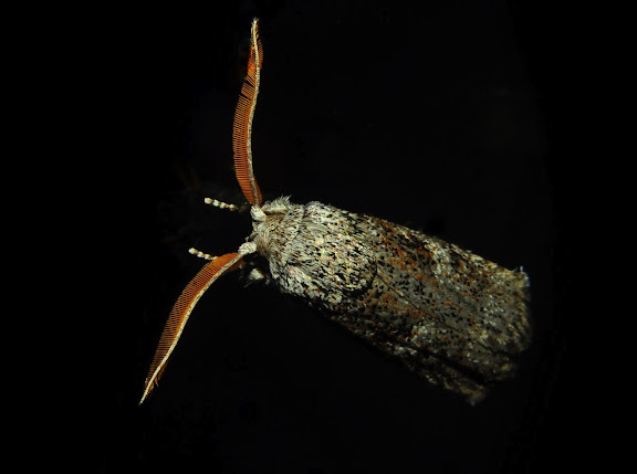Xyloryctidae : Cryptophasa irrorata LEWIN, 1805. Umina Beach (NSW, Australie), 26 octobre 2011. Photo : Barbara Kedzierski