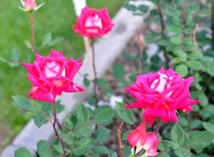 2012-05-22 roses 04