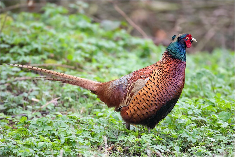 Male Pheasant