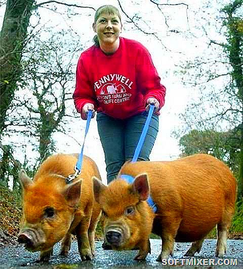 [87258347_neobichnie_domashnie_pitomci4%255B1%255D.jpg]