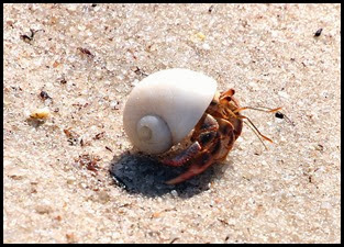 17d - Hermit Crab