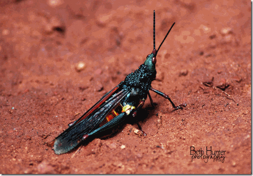 grasshopper grasshopper