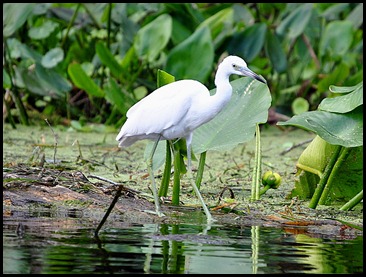 08 - Animals - Snowy Egret 3 - young
