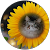 tomotomo tomotomo
