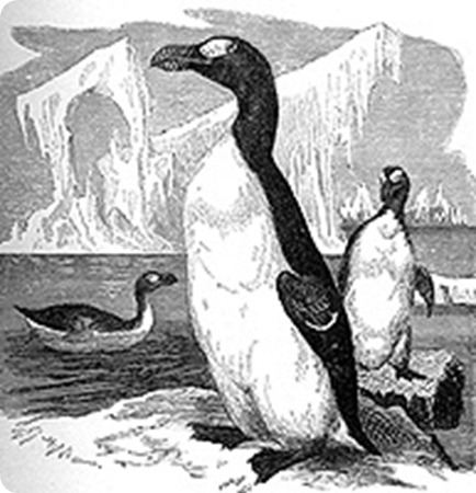 Pinguinus_impennis