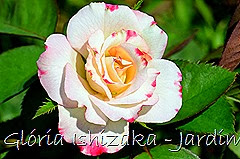 16  - Glória Ishizaka - Rosas do Jardim Botânico Nagai - Osaka