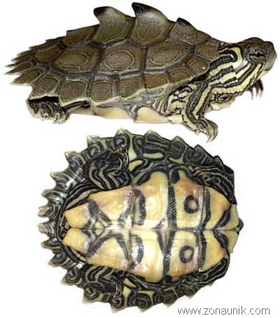 [Black-knobbed-Map-Turtle%255B7%255D.jpg]