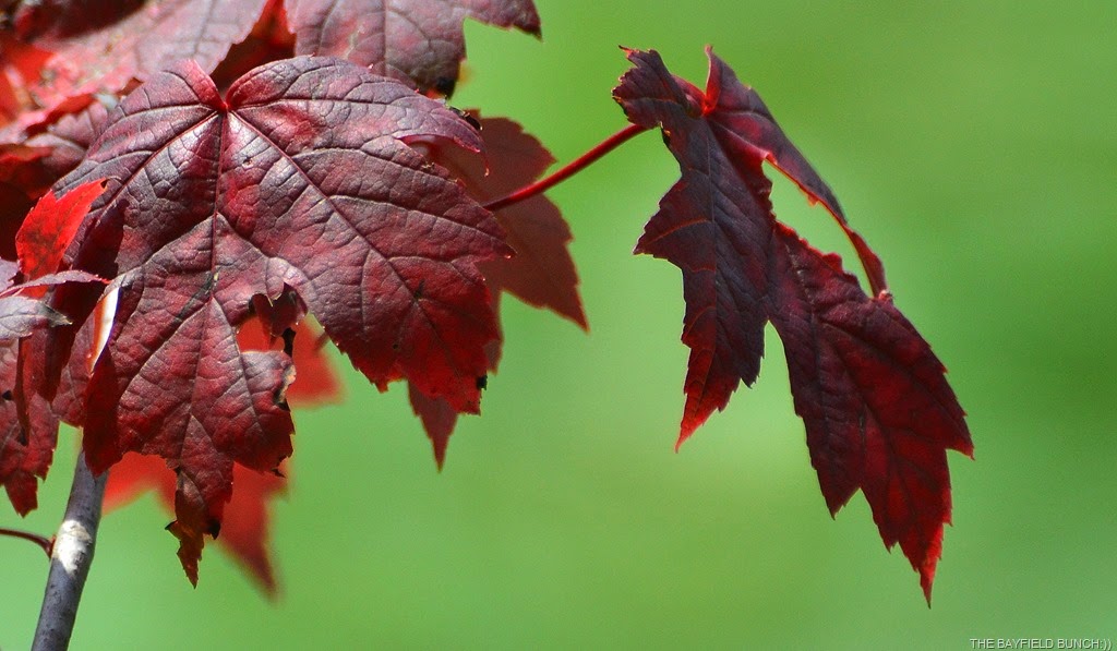 [DSC_0031-001%255B4%255D.jpg]