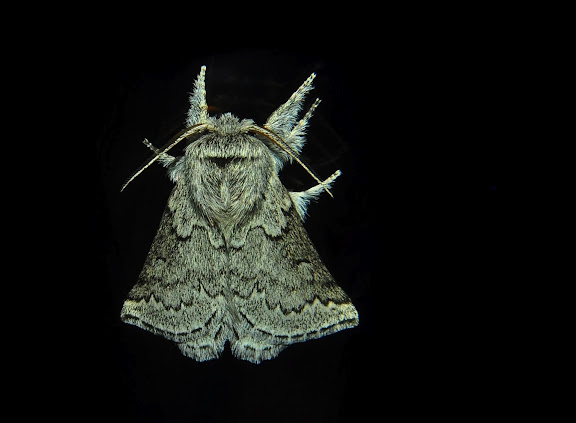 Hétérocères d'Australie - Anthelidae : Munychryiinae : Munychryia senicula WALKER, 1865. Umina Beach (NSW, Australie), 3 novembre 2011. Photo : Barbara Kedzierski