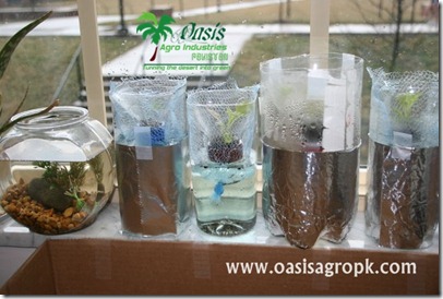 Hydroponics in Bottle 1