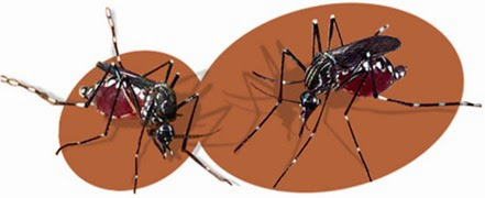 Tudo-Sobre-o-Mosquito-da-Dengue-www.mundoaki.org