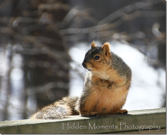 Day 65 - Beady, Squirrely Eyes On You.