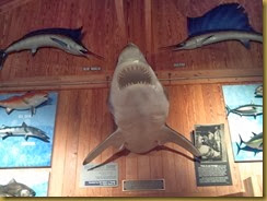 226 shark wall