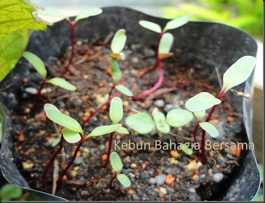 Forono seedlings