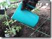 Tomato Planting Process soaking the plant
