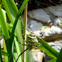 Wasp spider (female)