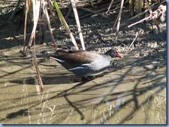 6302 Texas, South Padre Island - Birding and Nature Center guided bird walk - Common Moorhen now called 'Common Gallinule'