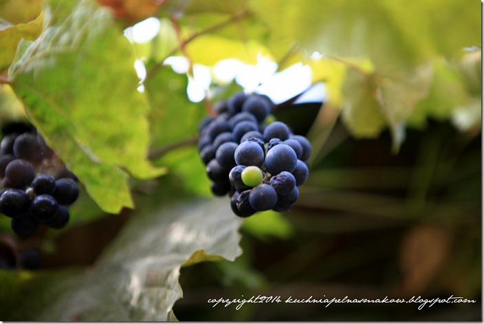 lody winogronowe (1)