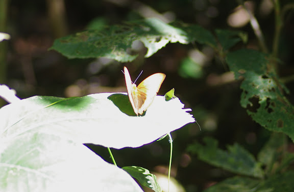 Cymothoe hypatha hypatha HEWITSON, 1866. Ebogo (Cameroun), 8 avril 2012. Photo : J.-M. Gayman