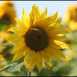 Sonnenblumenlabyrinth