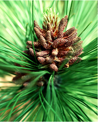 Pinus male cone