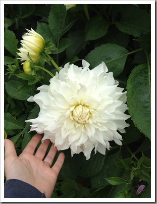 white dahlia, with Last Frontier hand for scale