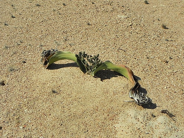 [Welwitschia_DSCN6479%255B2%255D.jpg]