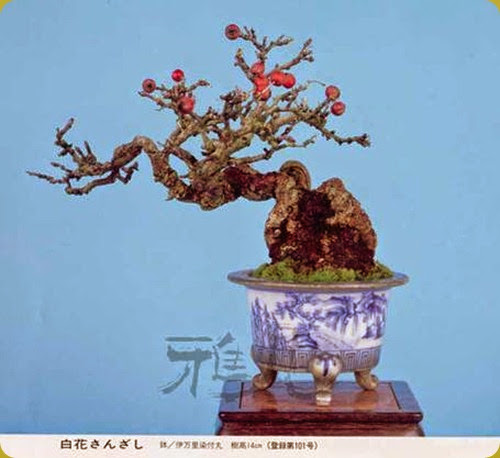 biancospino_bonsai
