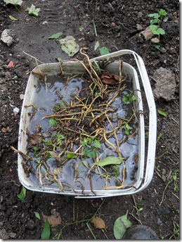 bindweed roots, calystegia sepium roots