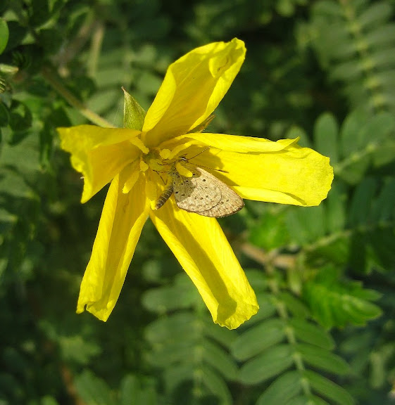 Lycaenidae : Zizeeria knysna TRIMEN, 1862 (?). Kakum National Park (Ghana), 24 janvier 2006. Photo : Henrik Bloch